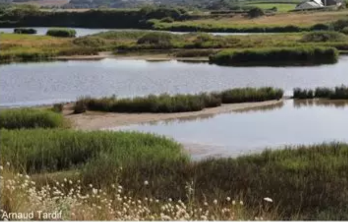 Etangs du Loc'h à Guidel | La qualité d'eau ne peut plus attendre