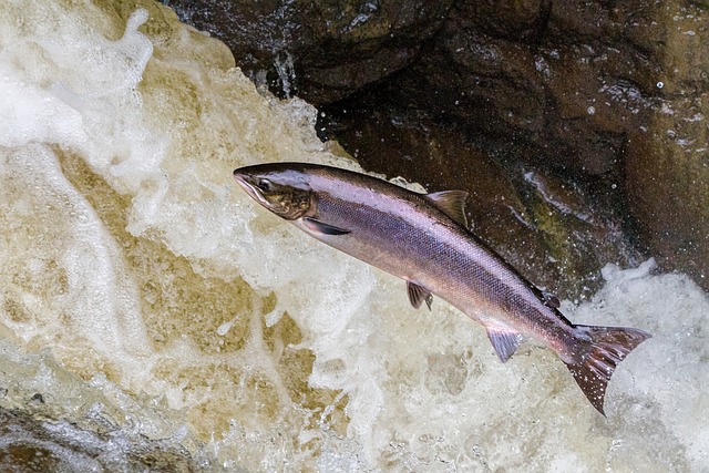 Consultation publique : pour sauver le saumon, soutenez les fédérations de pêche !