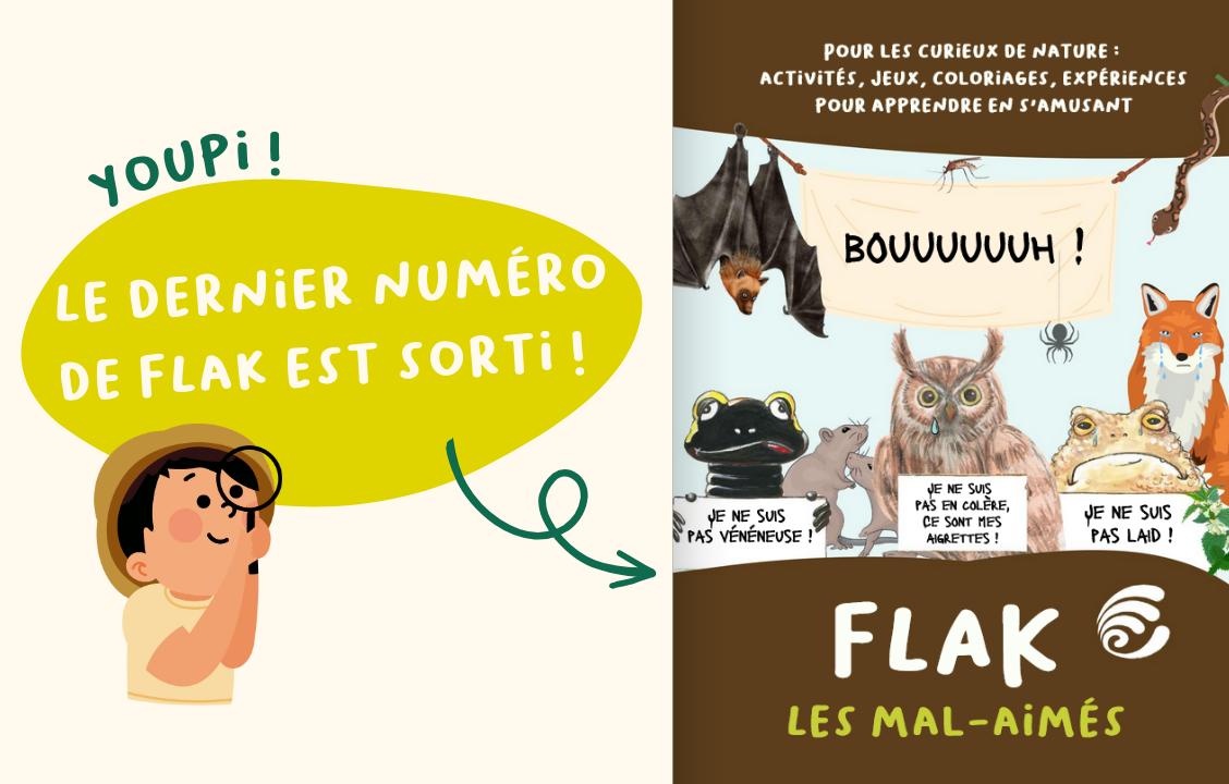Flak | Notre cahier d'activités sur les espèces mal-aimées