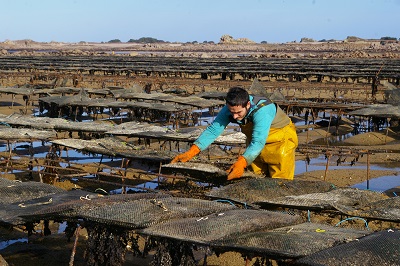 Interdiction de pêche des huîtres et coquillages : un fléau à combattre [01/04/16]
