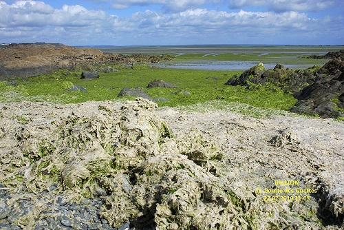Les marées vertes portent aussi atteinte aux ressources halieutiques [11/07/16]