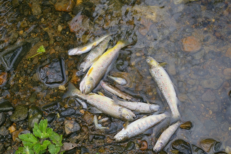 Pollution de la Flèche : une nouvelle victoire pour les milieux aquatiques