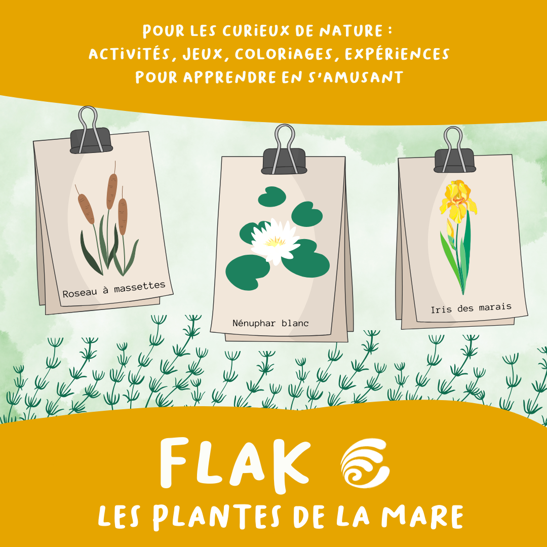 Flak | Notre cahier d'activités sur les plantes de la mare