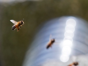 Stage d'apiculture en ruche Warré