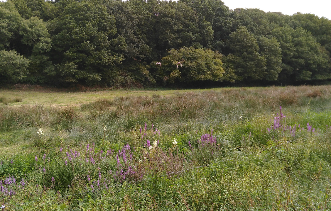 Zones Humides : 1 Gabriel Attal : 0