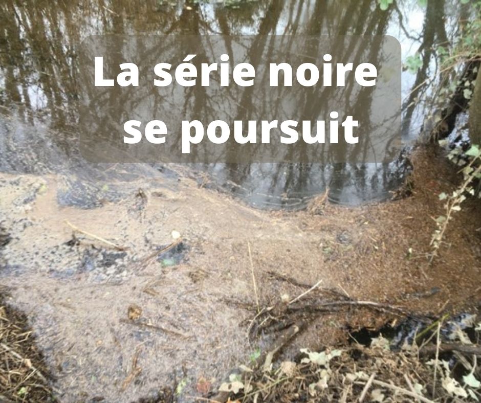 Pollution au lisier sur le Bélon : poissons morts et biodiversité détruite
