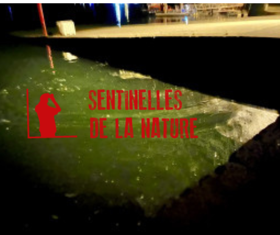 Pollution des eaux du Golfe du Morbihan | Nous déposons plainte