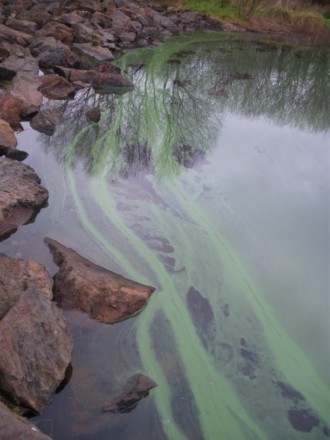 Risque cyanobactéries et plan d’eau - Fiche 16