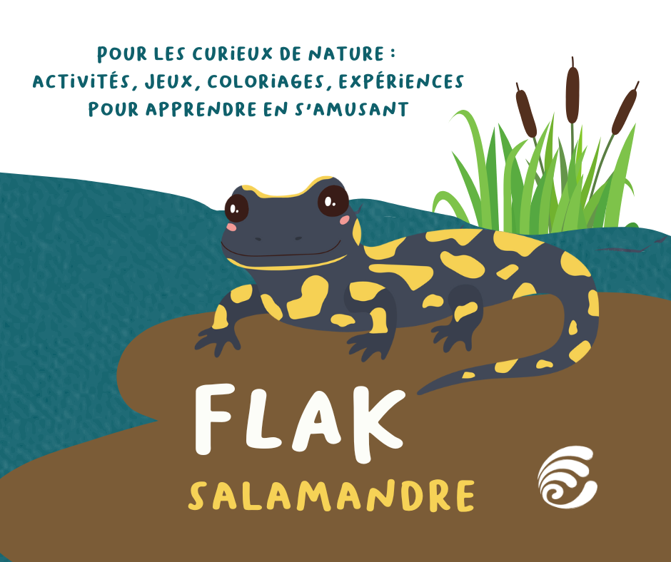 Flak | Notre cahier d'activités sur la salamandre