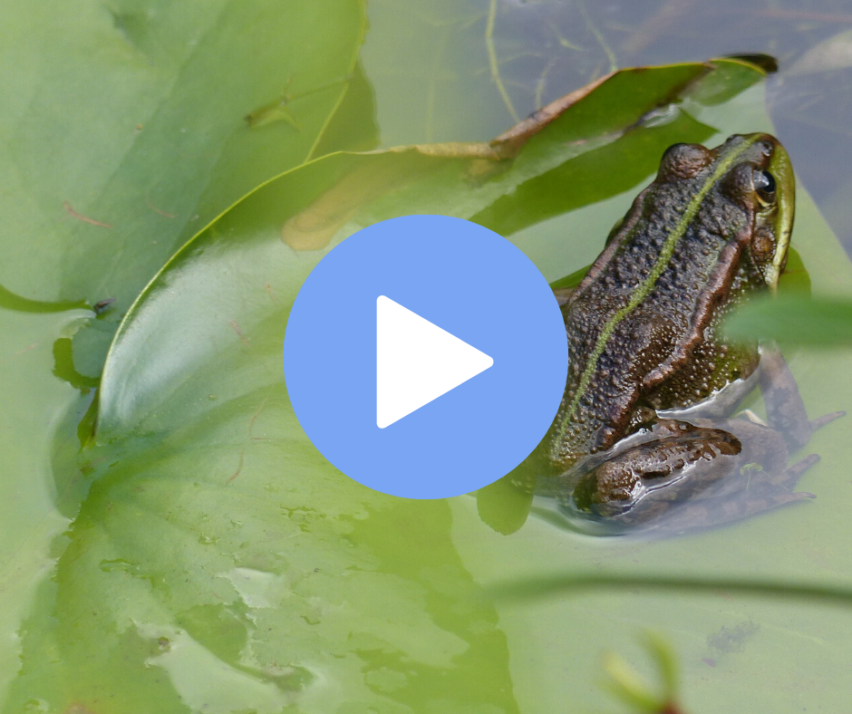 VIDEO | Pendant les vacances, accueillez des grenouilles !
